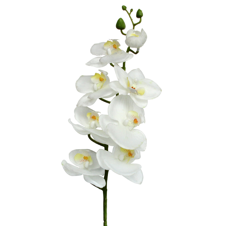 Orchid Stem