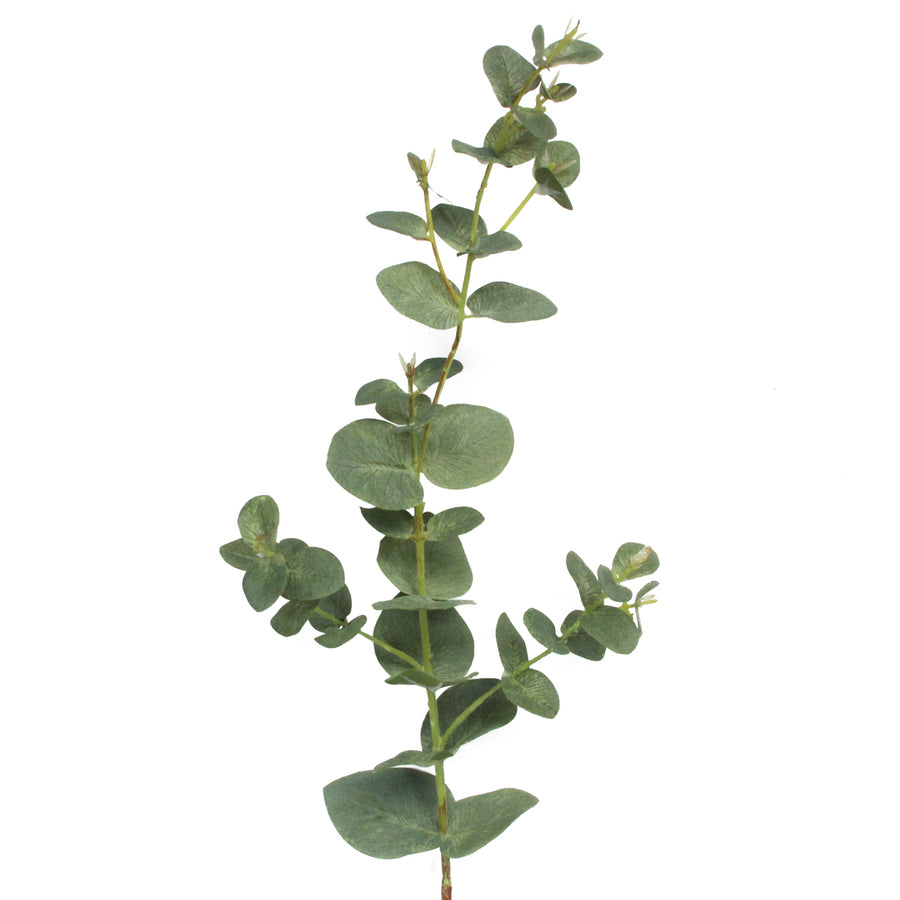 Eucalyptus Stem